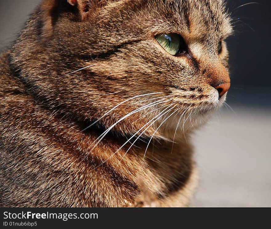 Closeup of a Hungarian house cat. Closeup of a Hungarian house cat