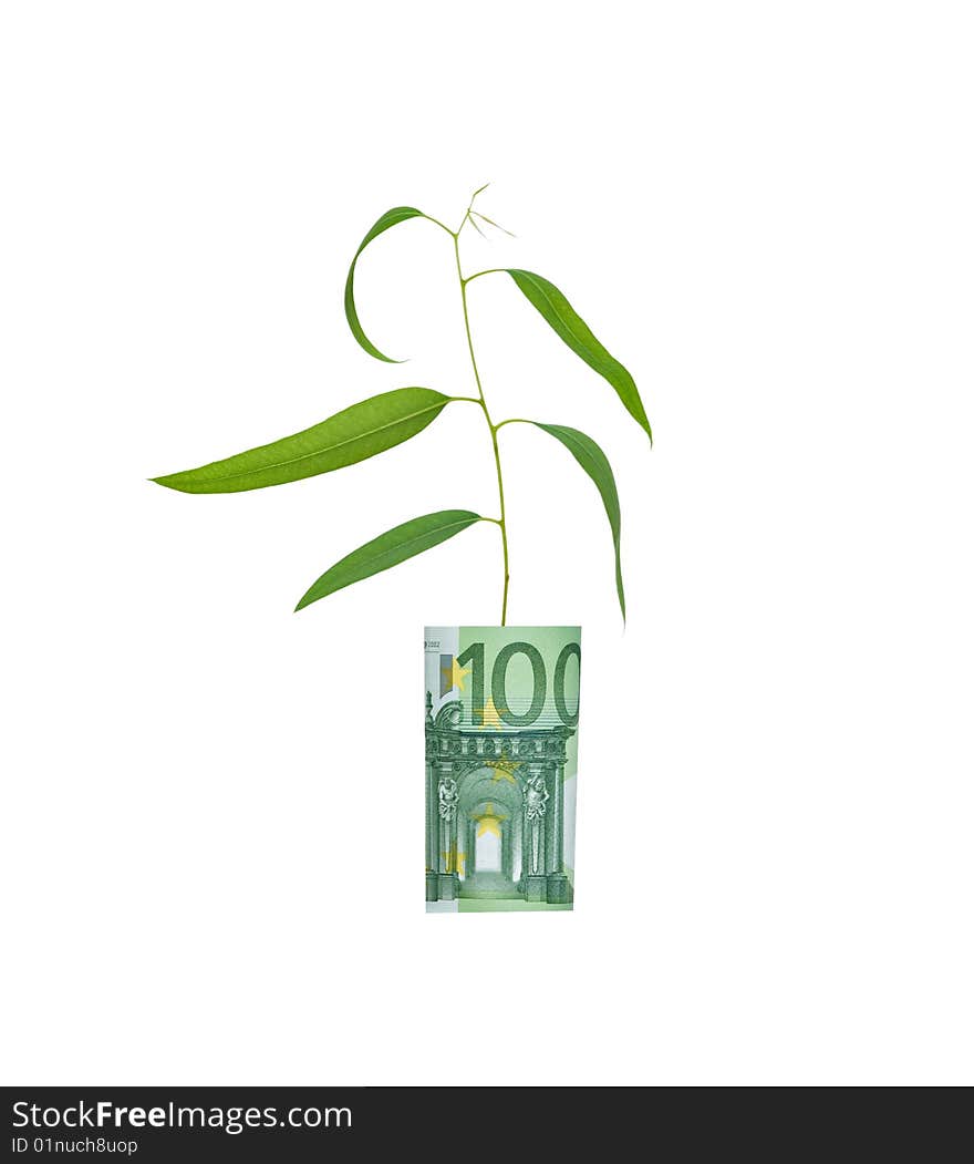 Eucalyptus Growing From Euro Bill