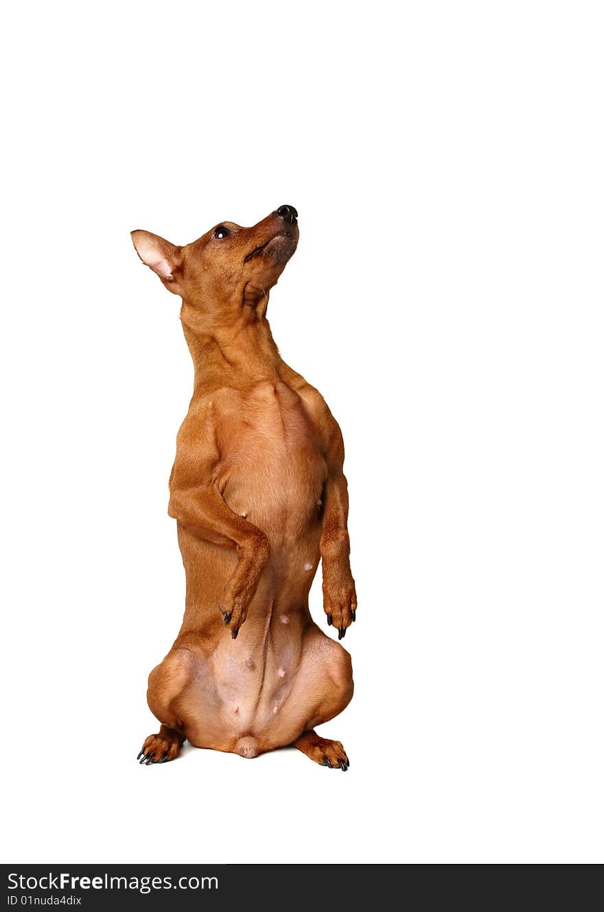 Red miniature pinscher sitting vertically