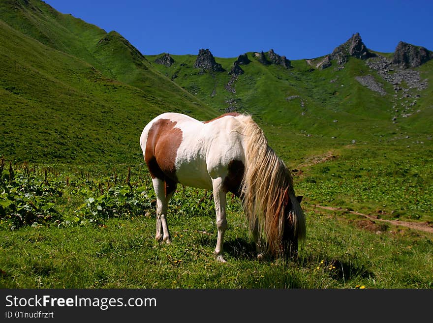 Horse on dormant volcano in France -  Puy de Sancy.