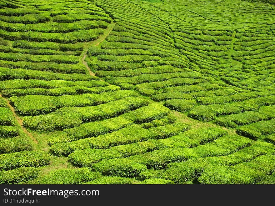 An image of a tea valley in the Highlands in Northern Malaysia