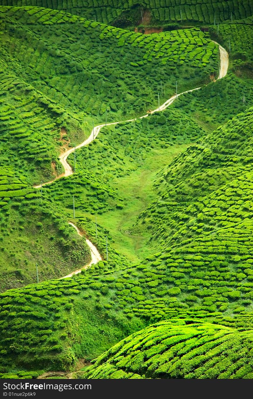 Tea Valley