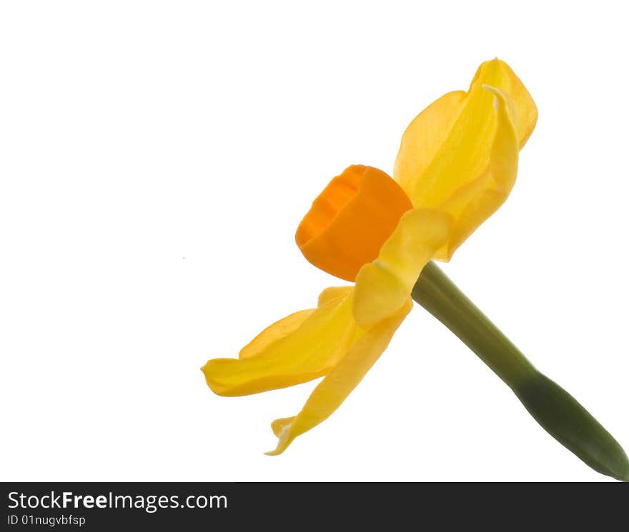 Isolated daffodil