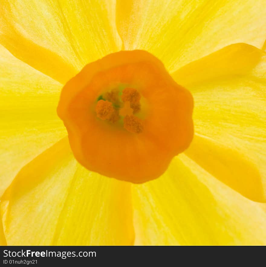 Daffodil Macro