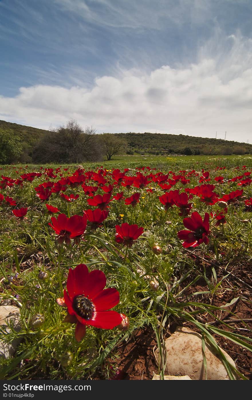 Poppies with blue sky