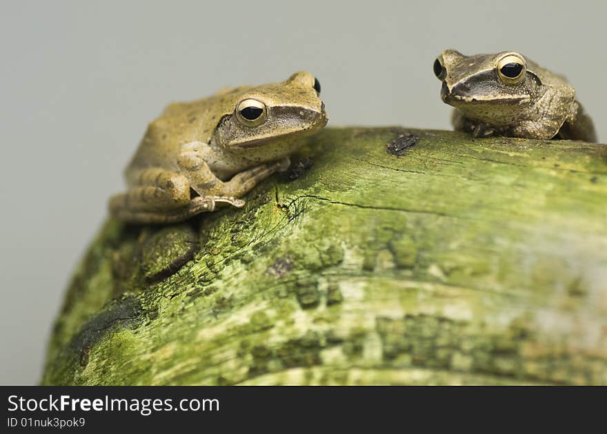 Two Frogs