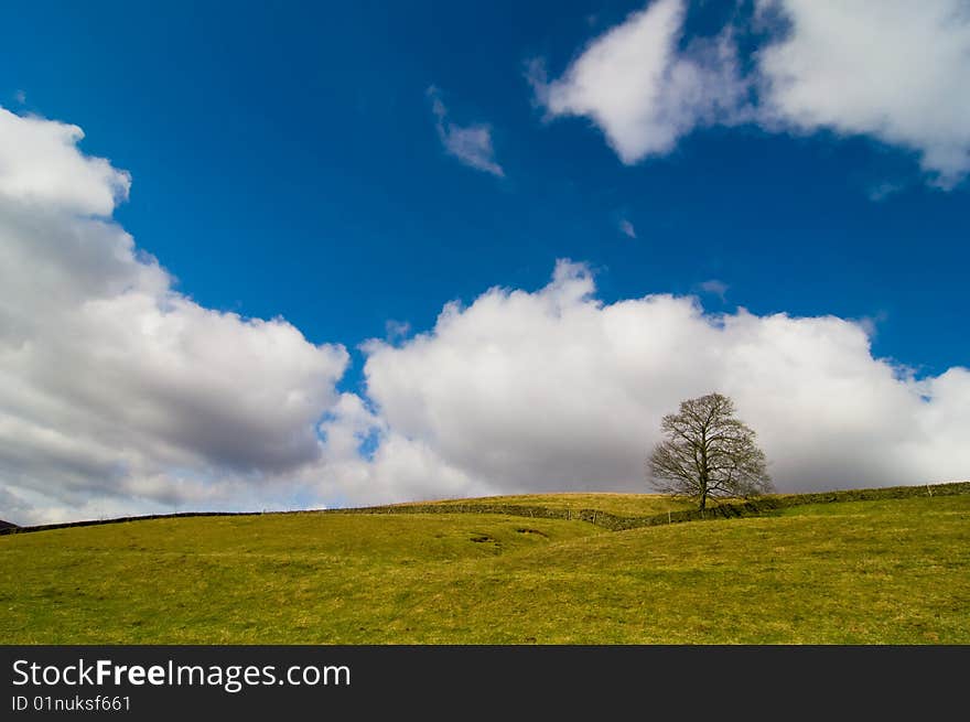 Field, Tree And Sky