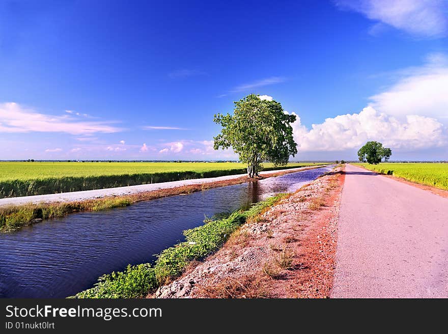 Rice Field Series 4