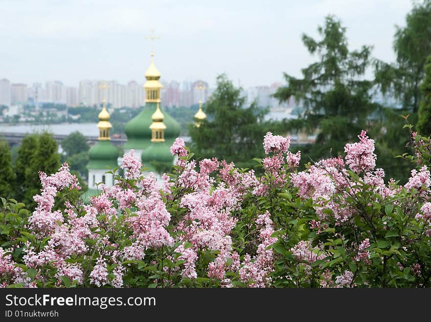 Tender flowers of lilac tree and a church. Tender flowers of lilac tree and a church