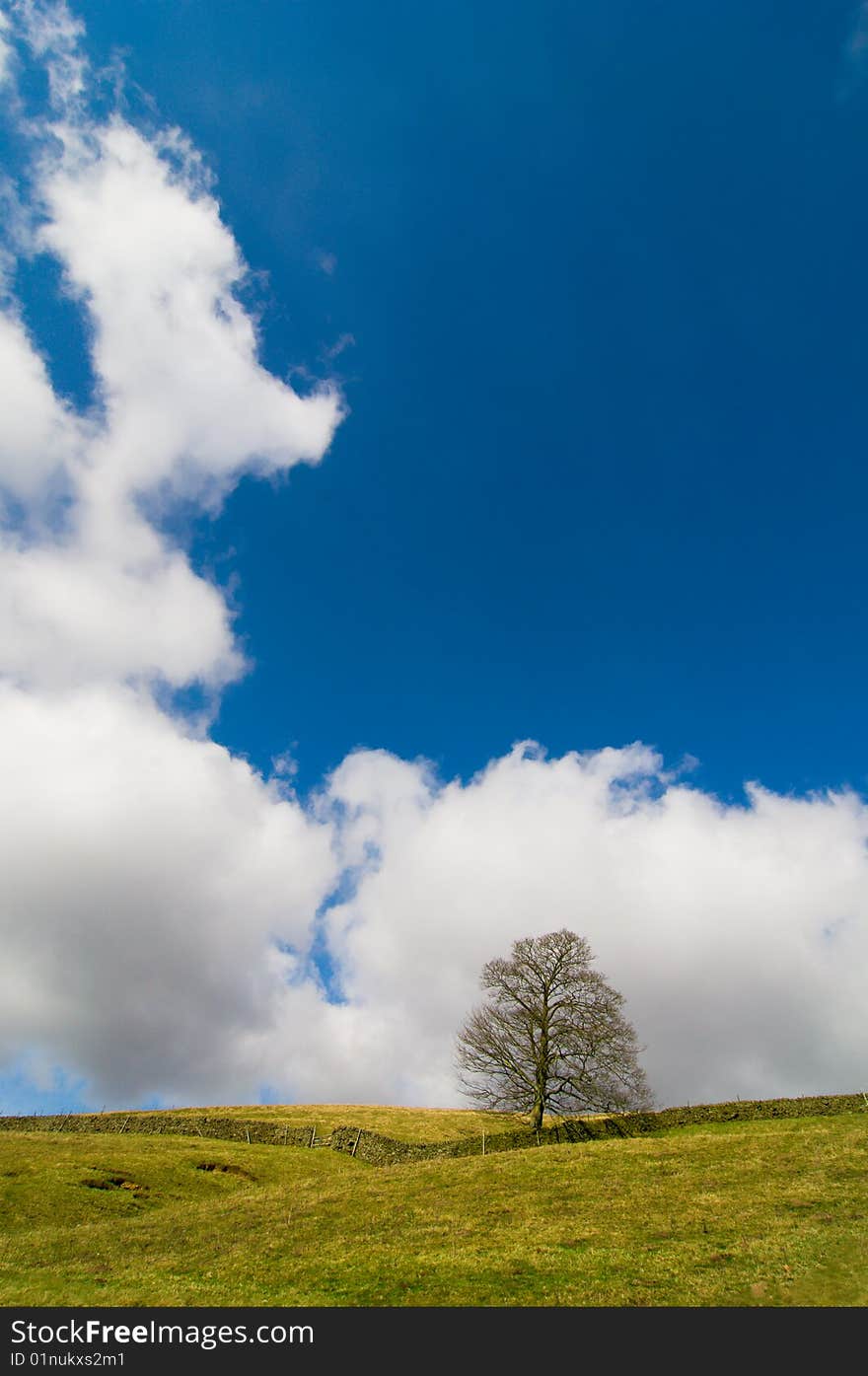 Field, Tree And Sky