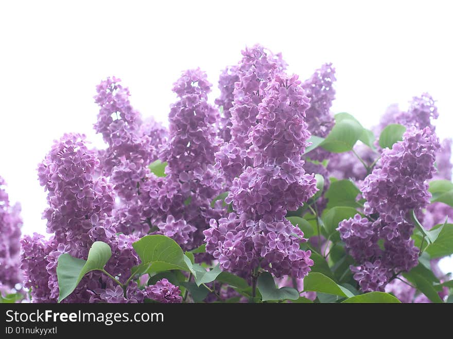 Lilac Flowers