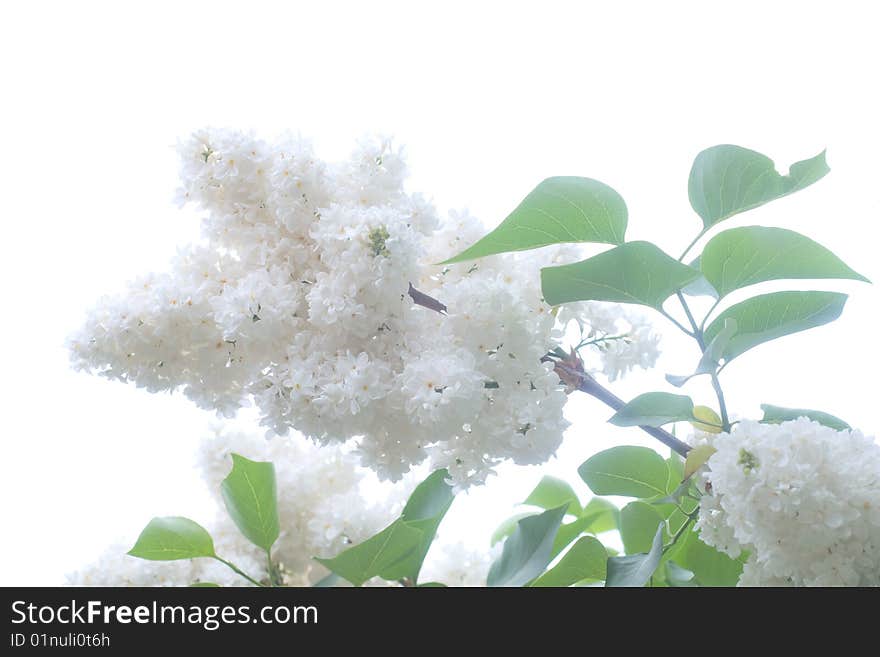 Lilac flowers