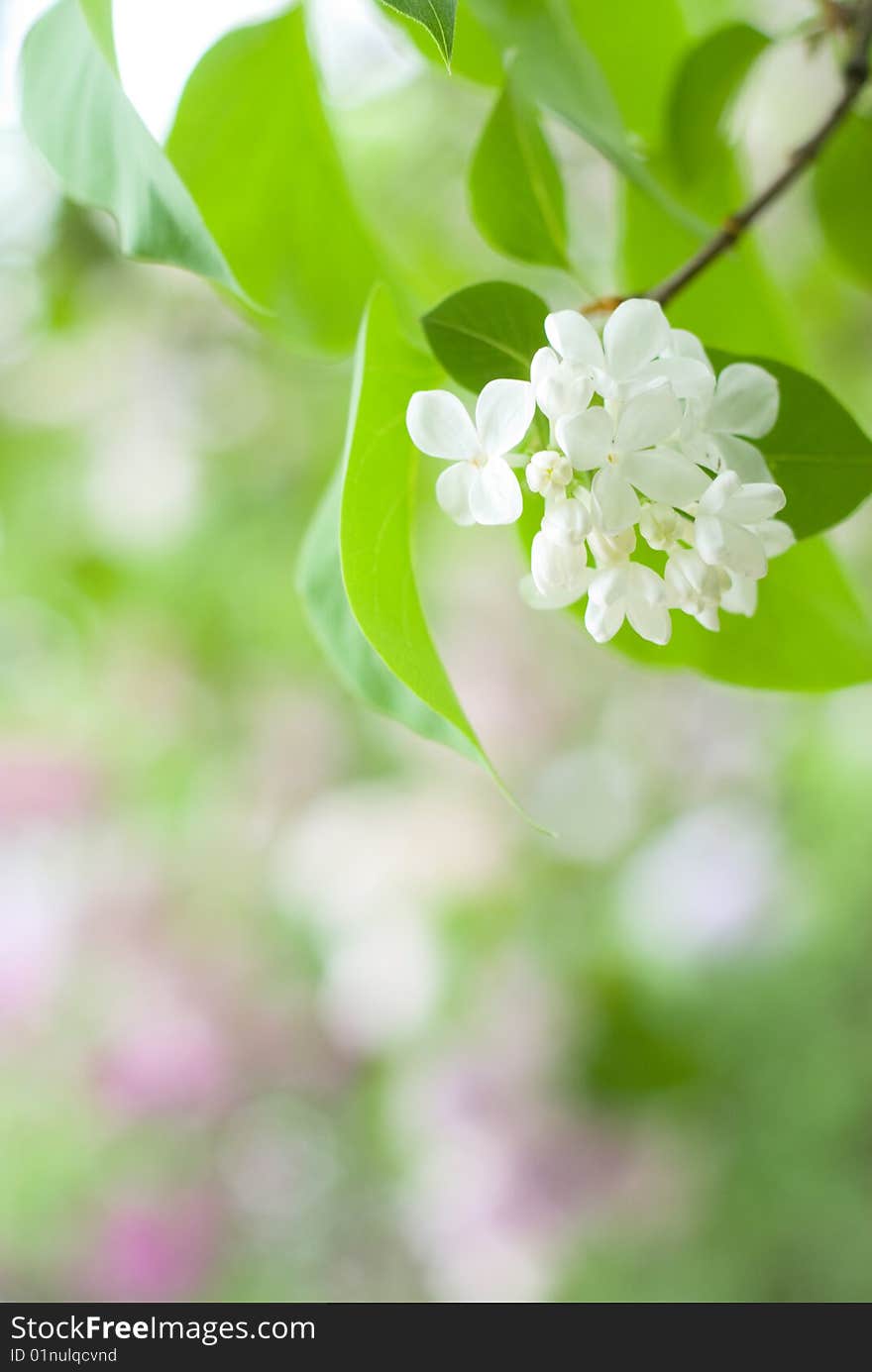 Lilac Flowers