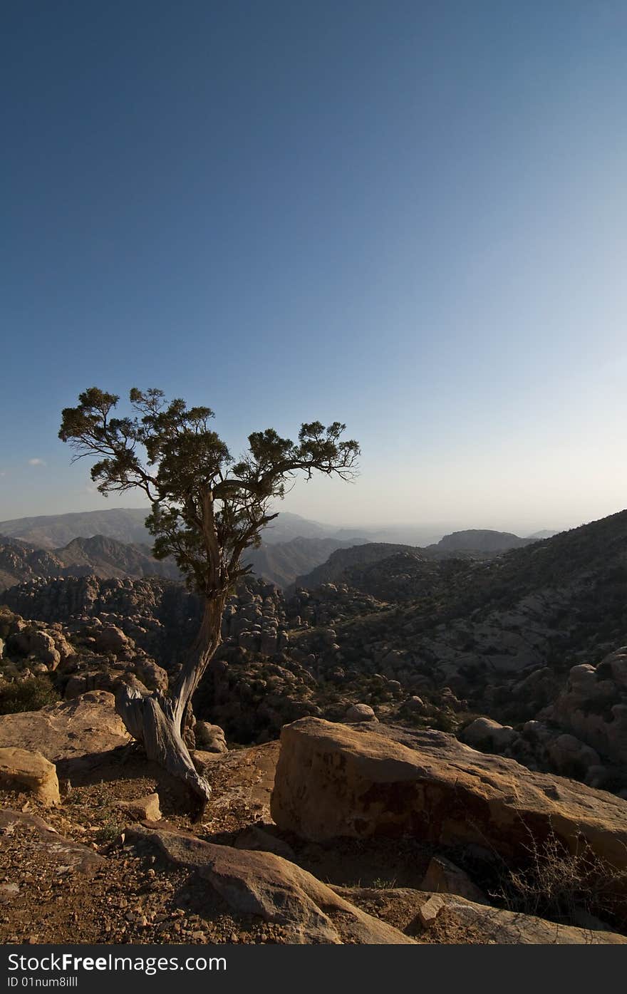 View of mountains with tree - Jordan