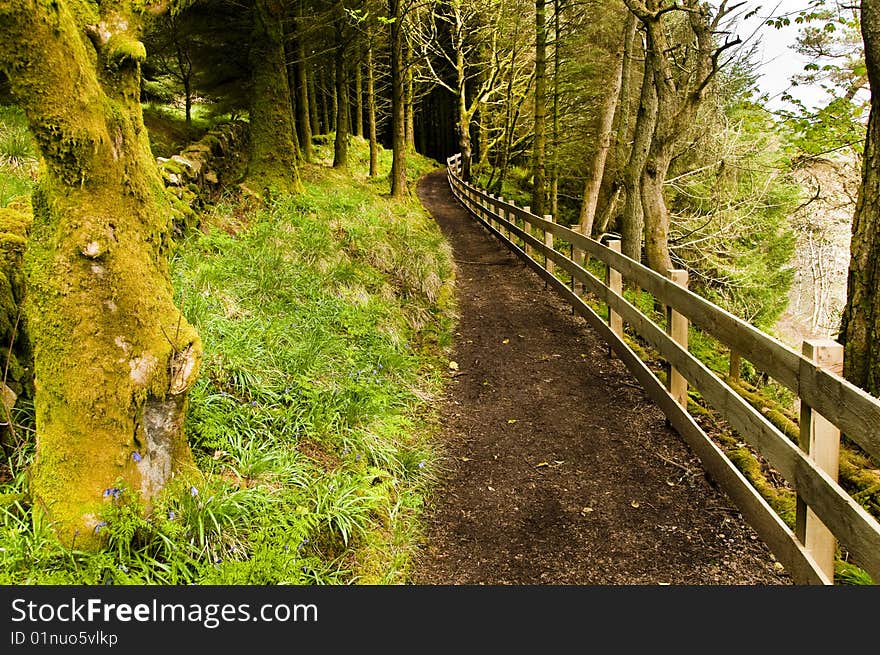 Path through moss coverd woodland. Path through moss coverd woodland