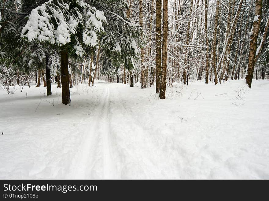 Snowy day in winter forest. Snowy day in winter forest