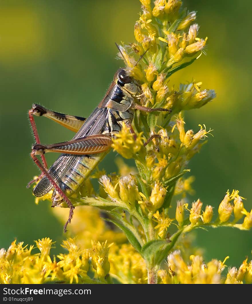 Red Legged Grasshopper