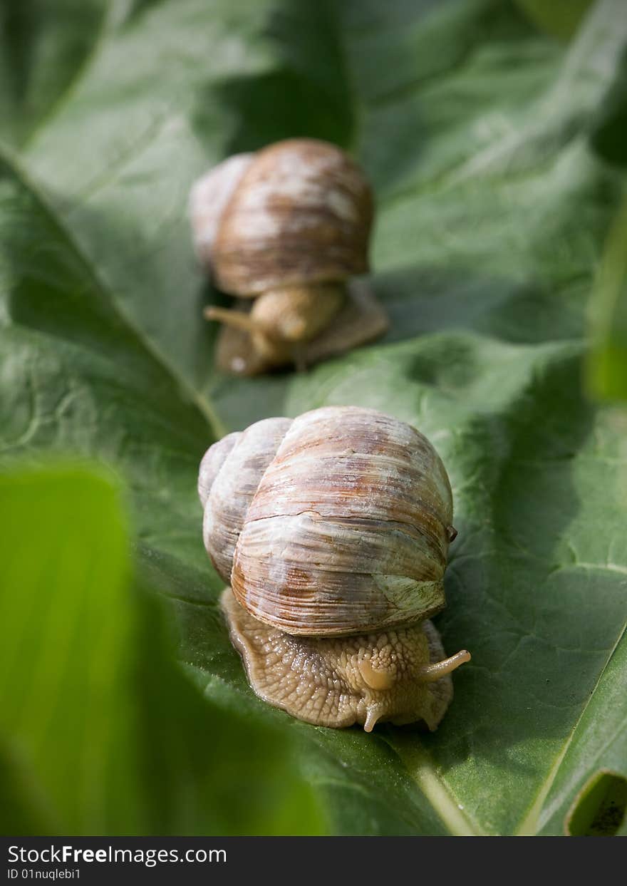 Two edible snails moving along green leaf. Two edible snails moving along green leaf.