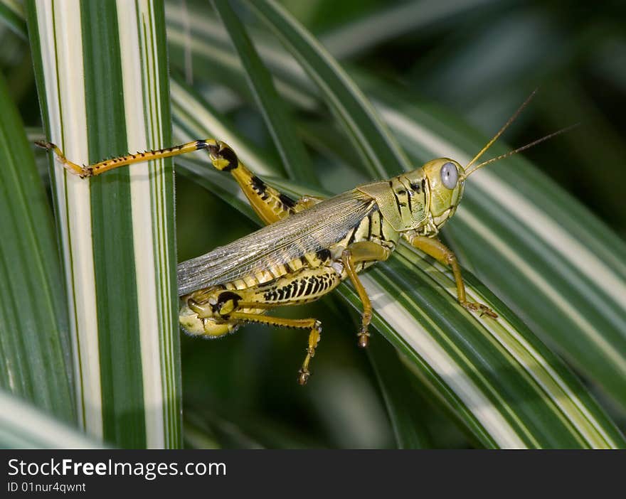 Differential Grasshopper