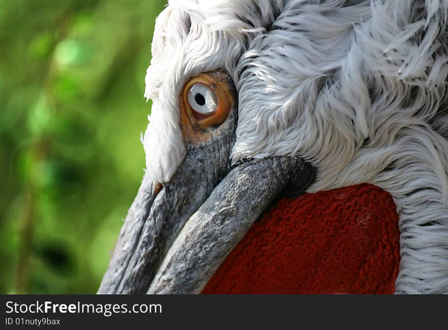 Pelican macro nature white zoo