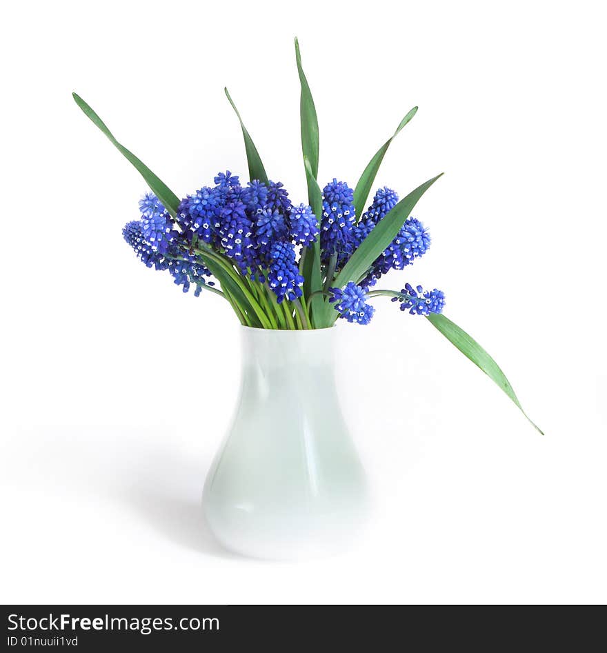 Beautiful blue flowers on white background