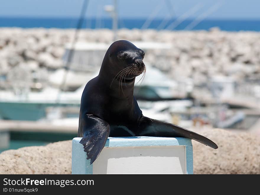 Trained Sea Lion