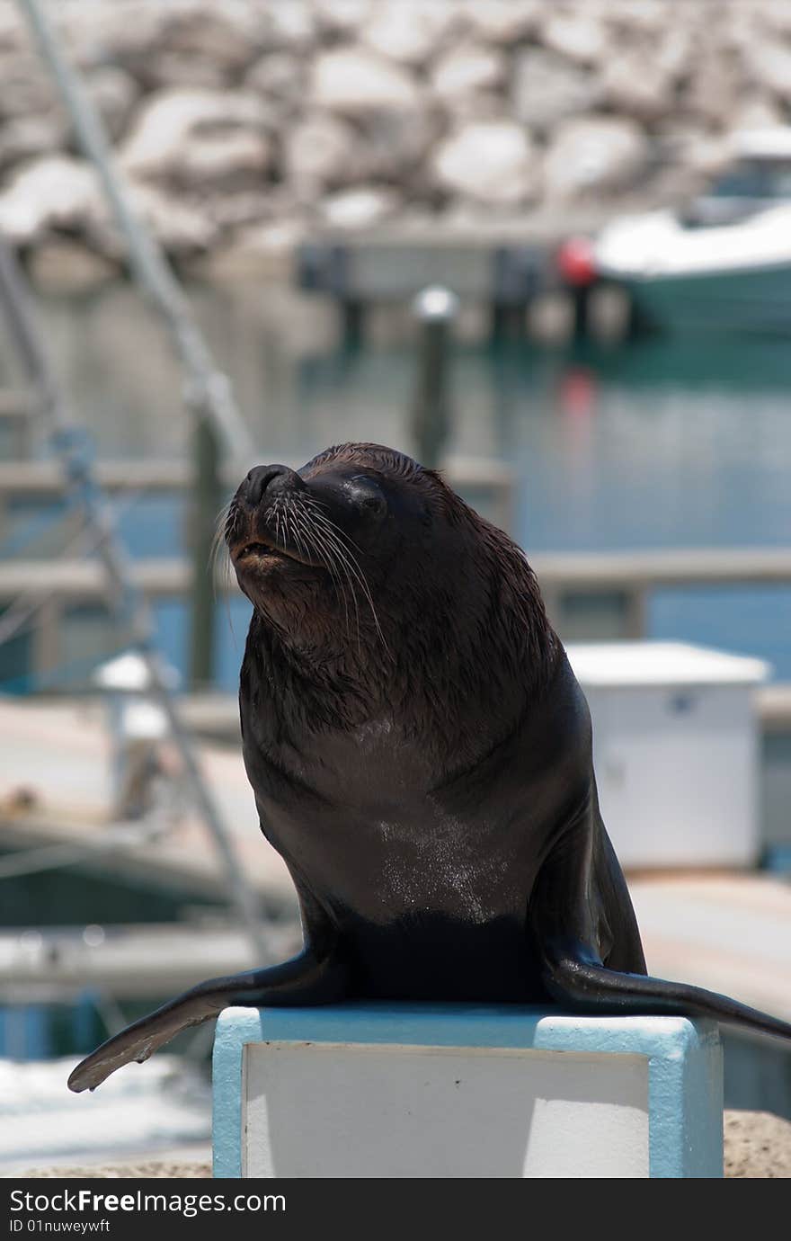 Trained sea lion