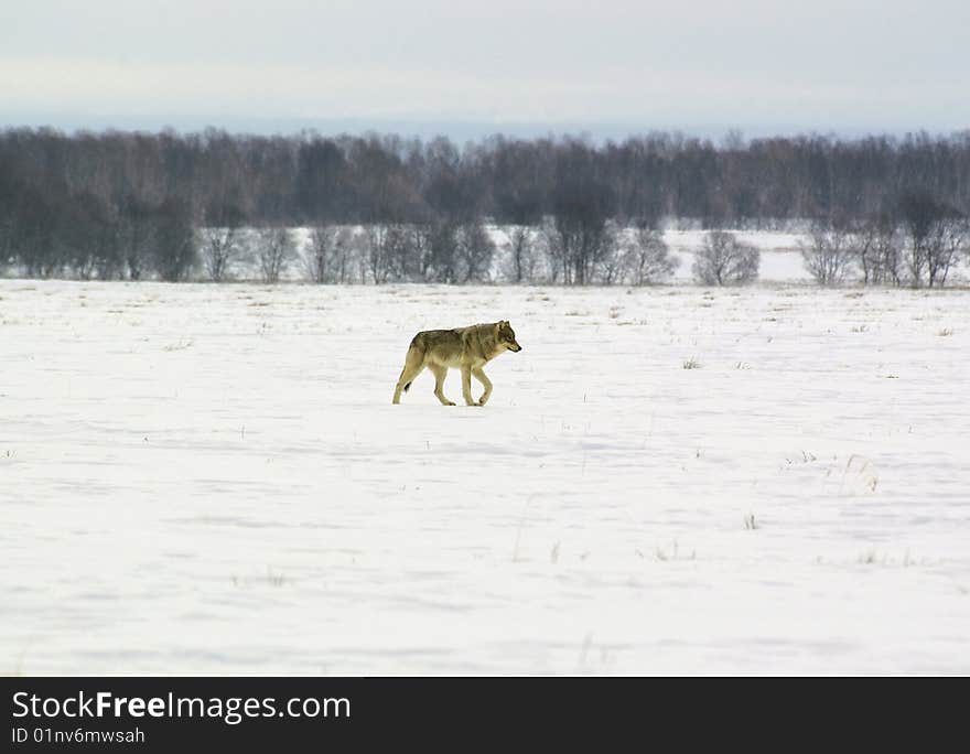 The polar wolf (Canis lupus albus) running on tundra in searches of extraction.