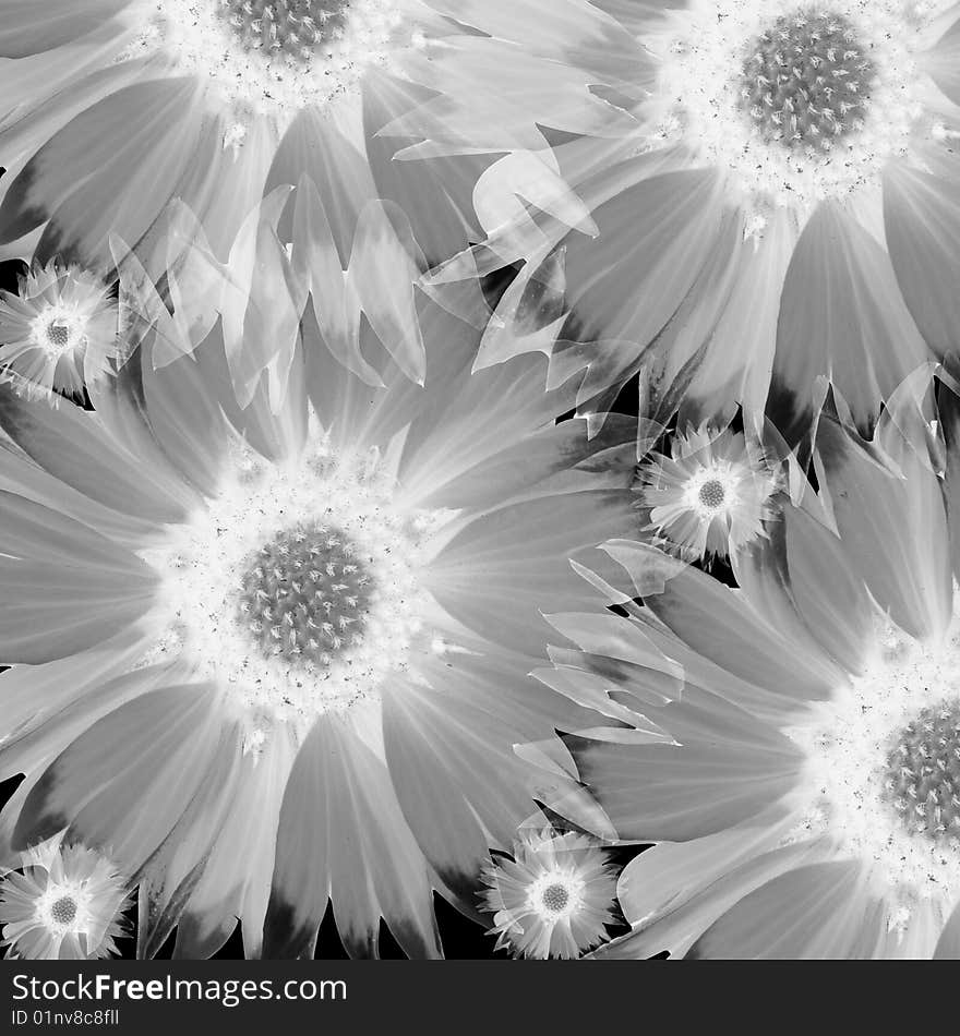 White flowers on black background