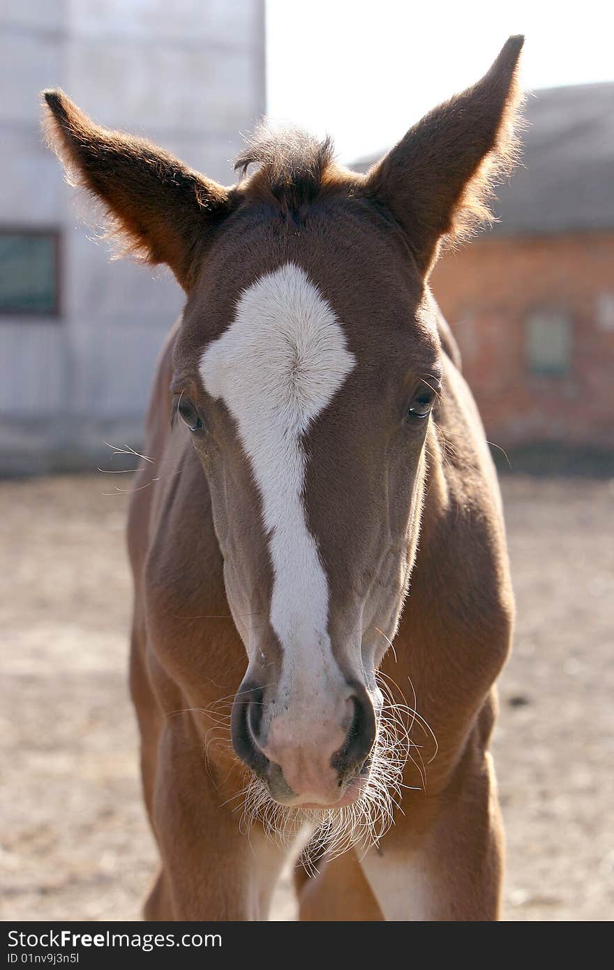 Foal head