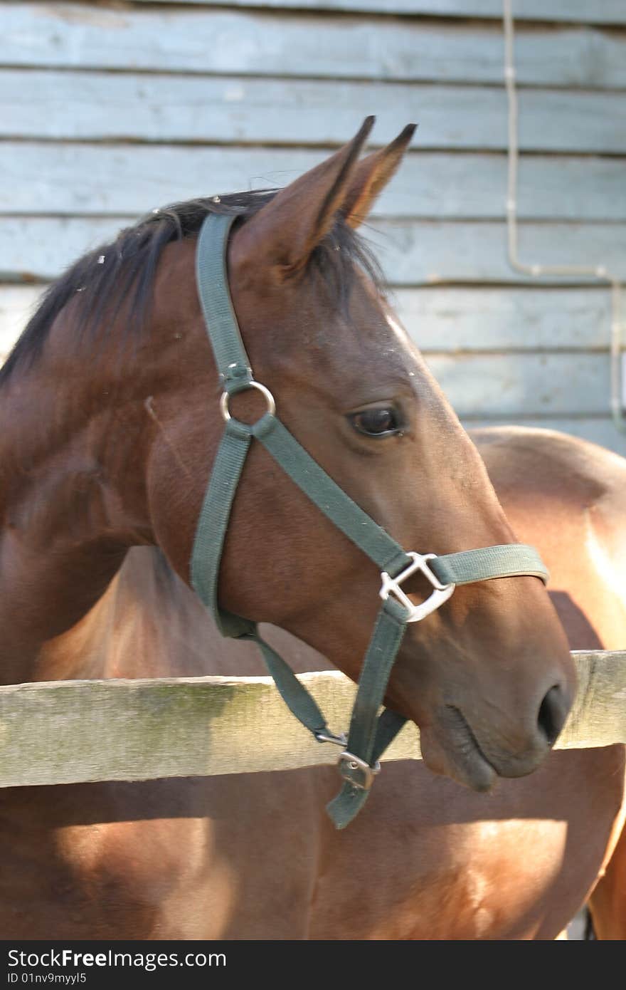 Head of horse in a harness. Head of horse in a harness.