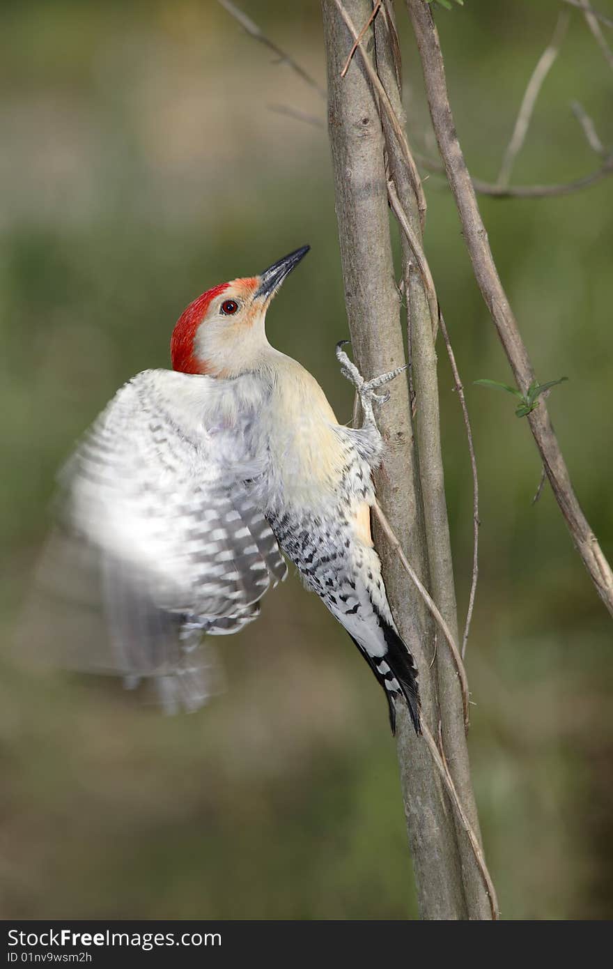 Red Bellied Woodpecker