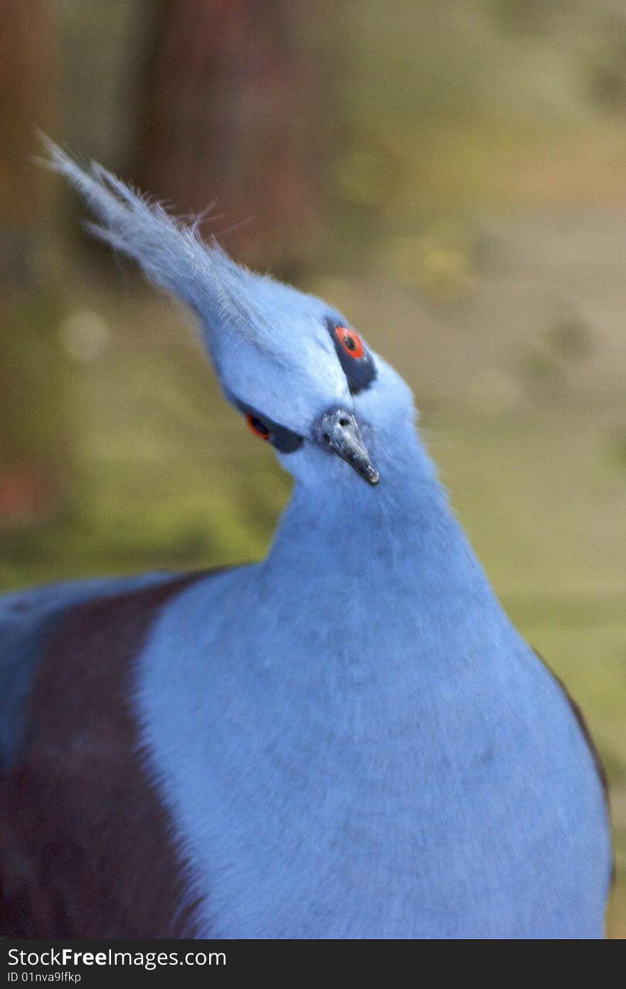 Blue colored Bird