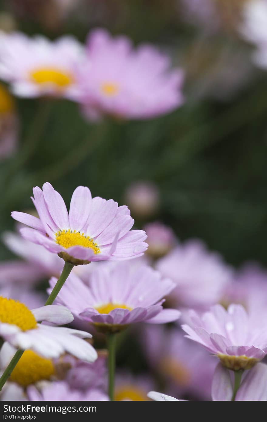 The daisy in the garden.