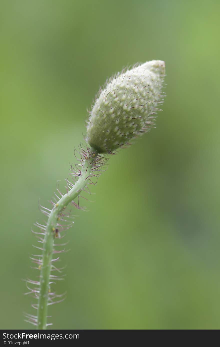 The daisy in the garden.