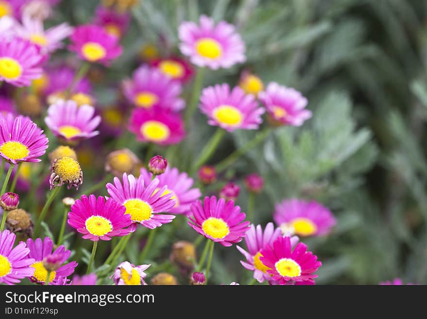 The daisy in the garden.