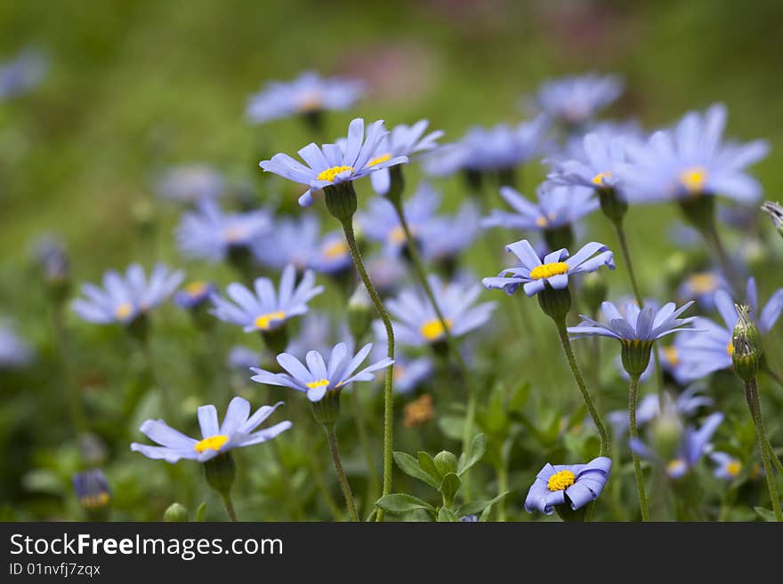 The daisy in the garden.