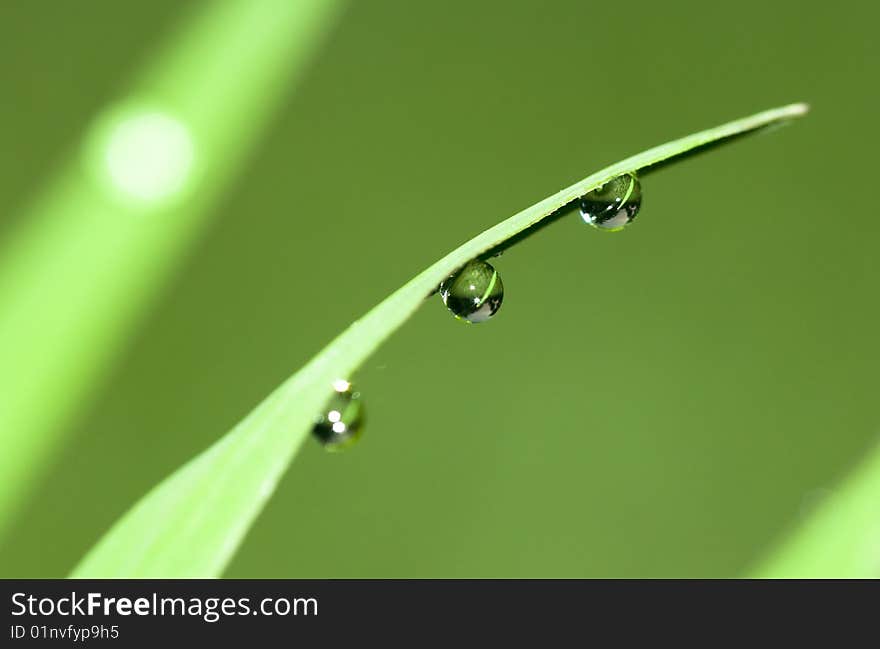 Leaf with dew