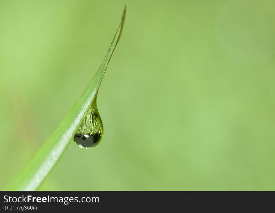 Leaf with dew