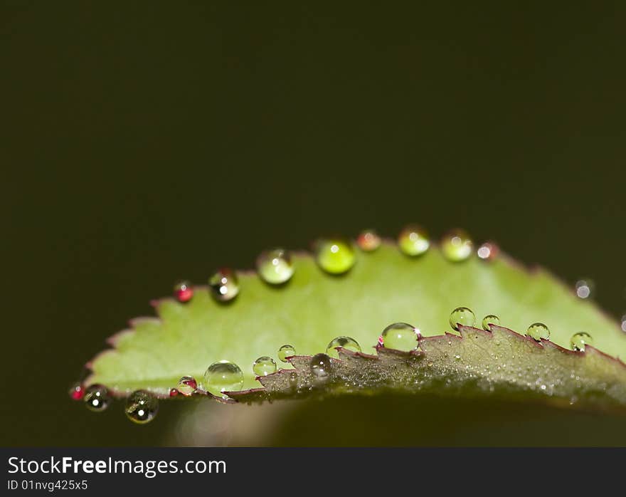 Leaf With Dew