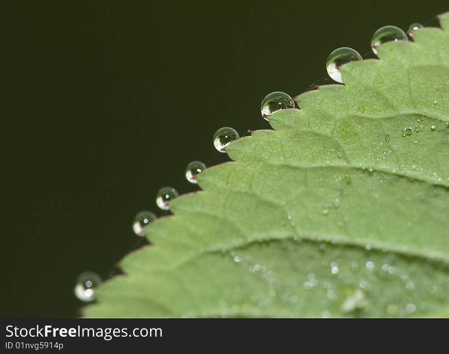 Leaf with dew