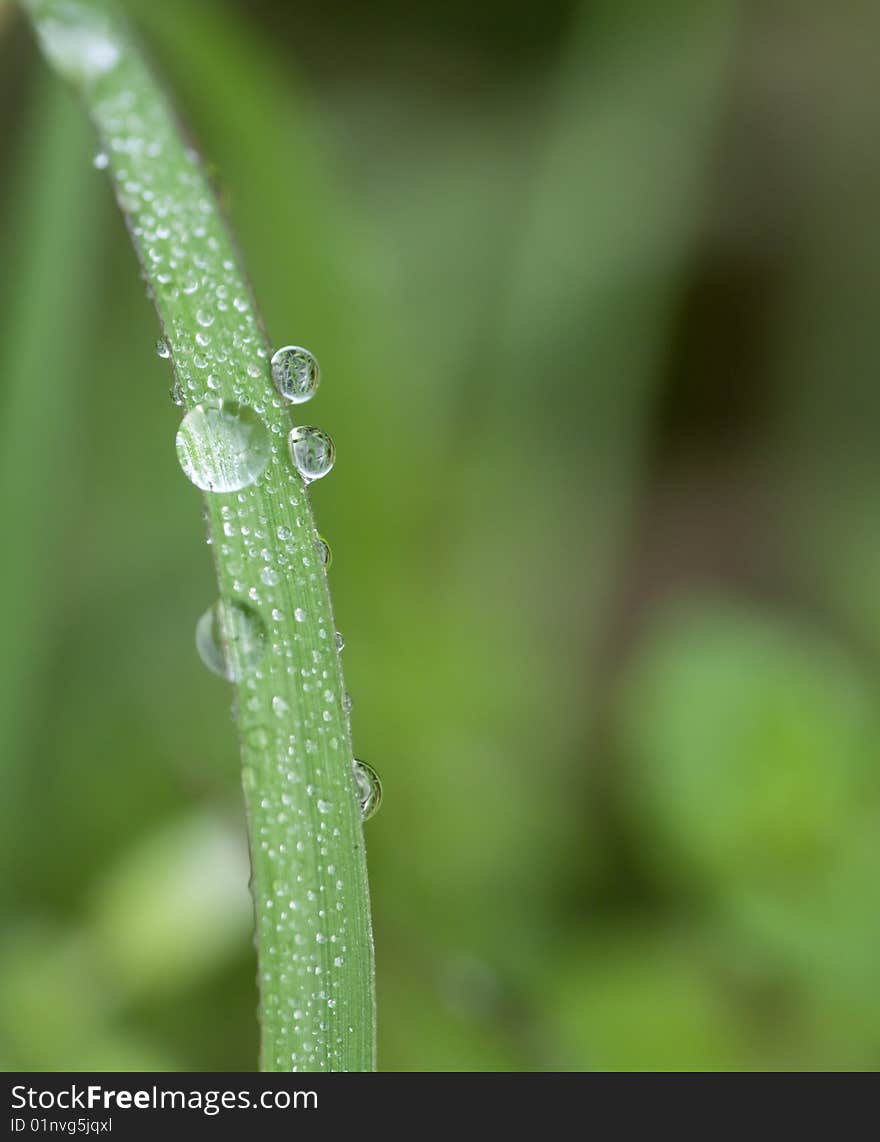 Leaf With Dew