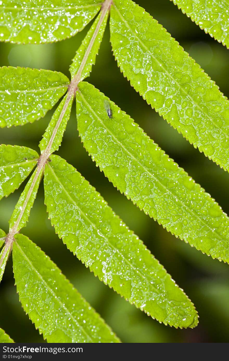 Leaf With Dew