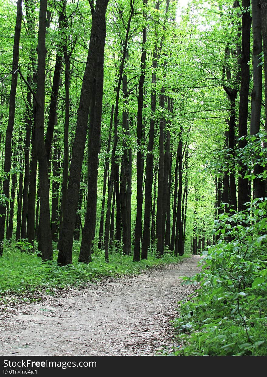 A path is in the green forest. A path is in the green forest