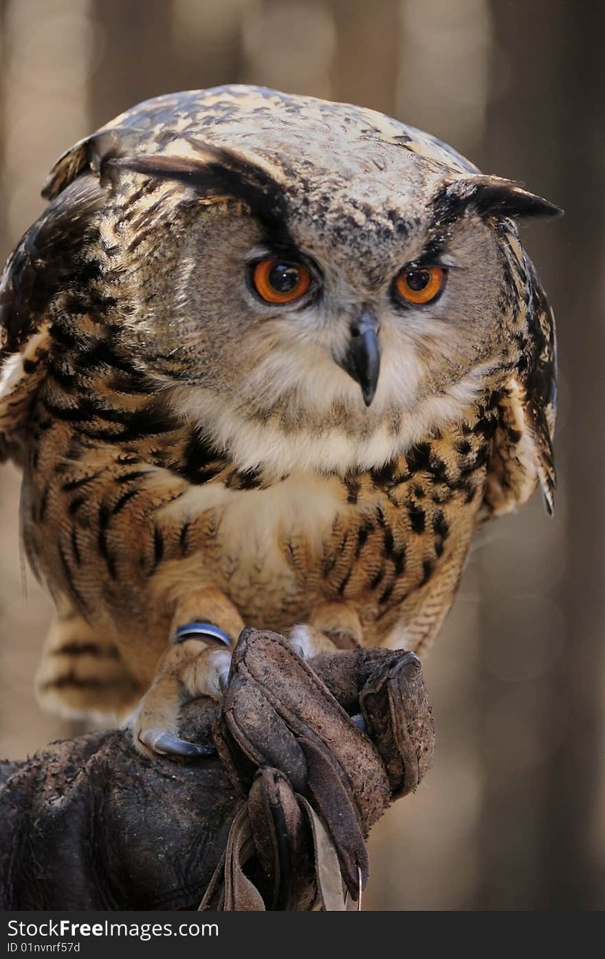 Eurasian eagle owl