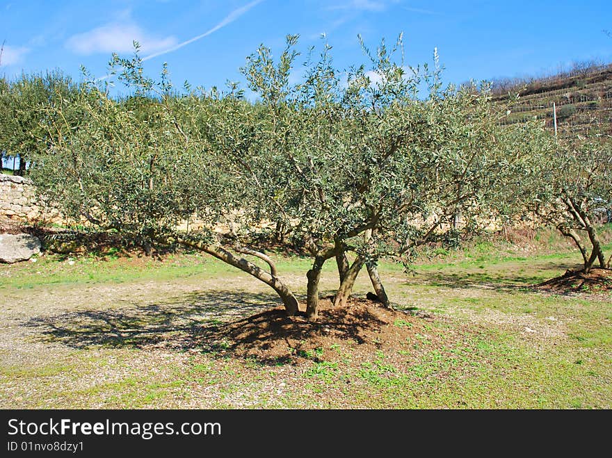 Italy. Solar spring day. On a hill – an olive garden. In the foreground – the big sprawling olive tree  . Italy. Solar spring day. On a hill – an olive garden. In the foreground – the big sprawling olive tree  .