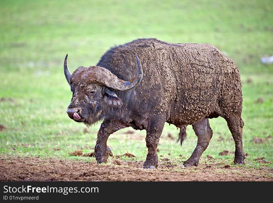 A mud coated Buffalo Bull approaches the photographer. A mud coated Buffalo Bull approaches the photographer