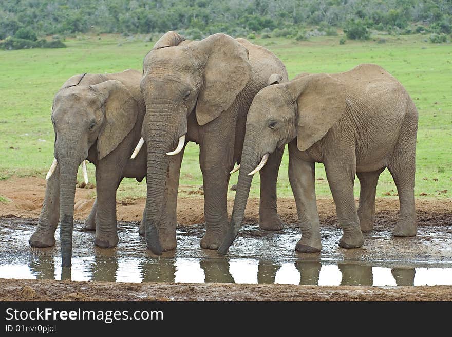 Three Elephants