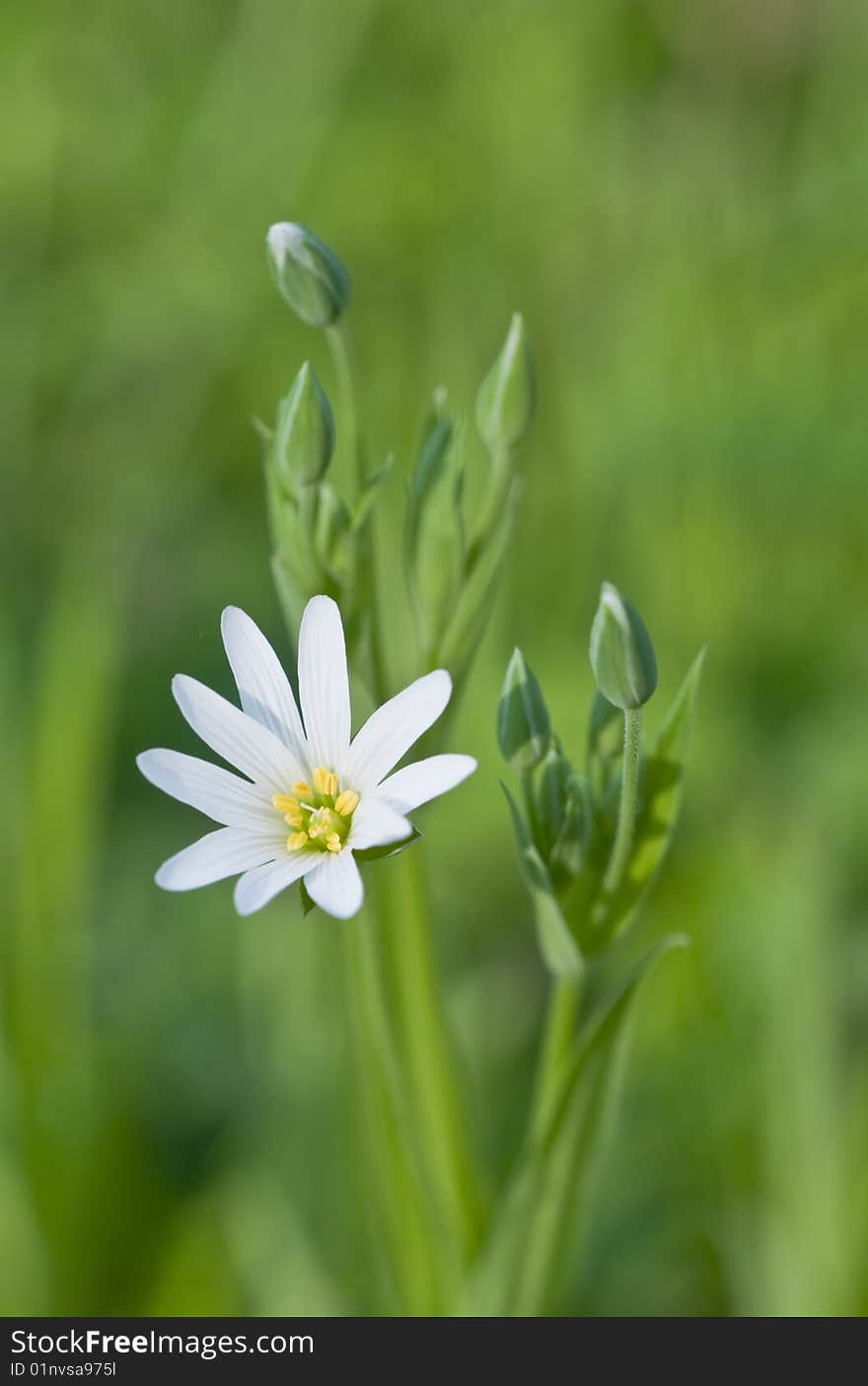 White flower