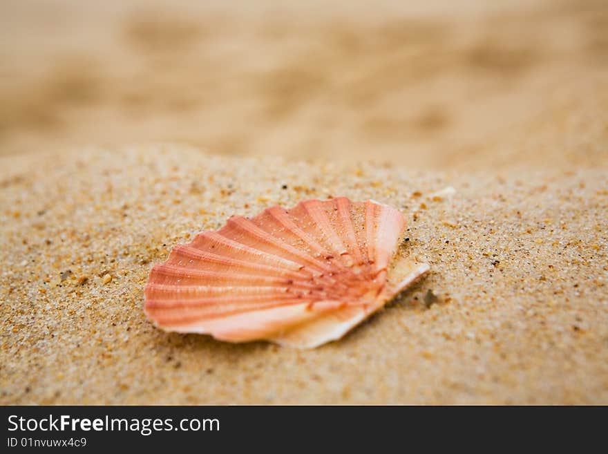 Orange cockleshell on sand